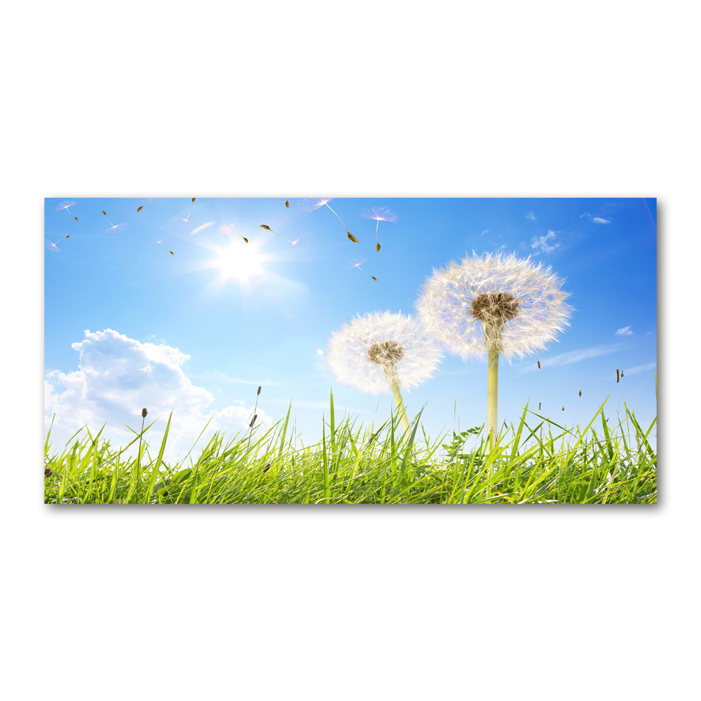 Acrylic wall art dandelions