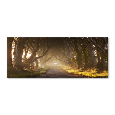 Print on acrylic Fog in the forest