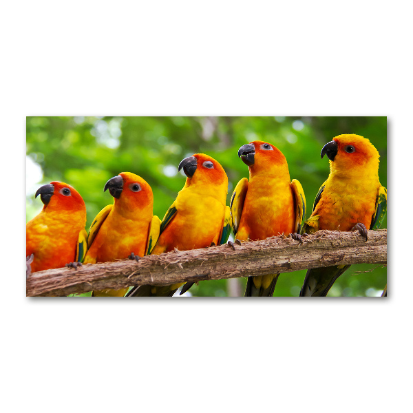 Print on acrylic Parrots on a branch