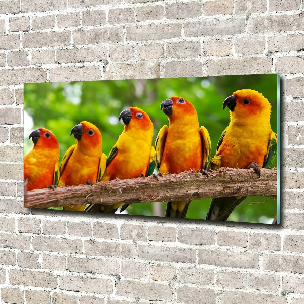 Print on acrylic Parrots on a branch