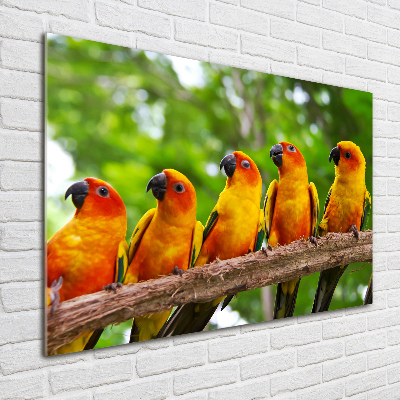 Print on acrylic Parrots on a branch