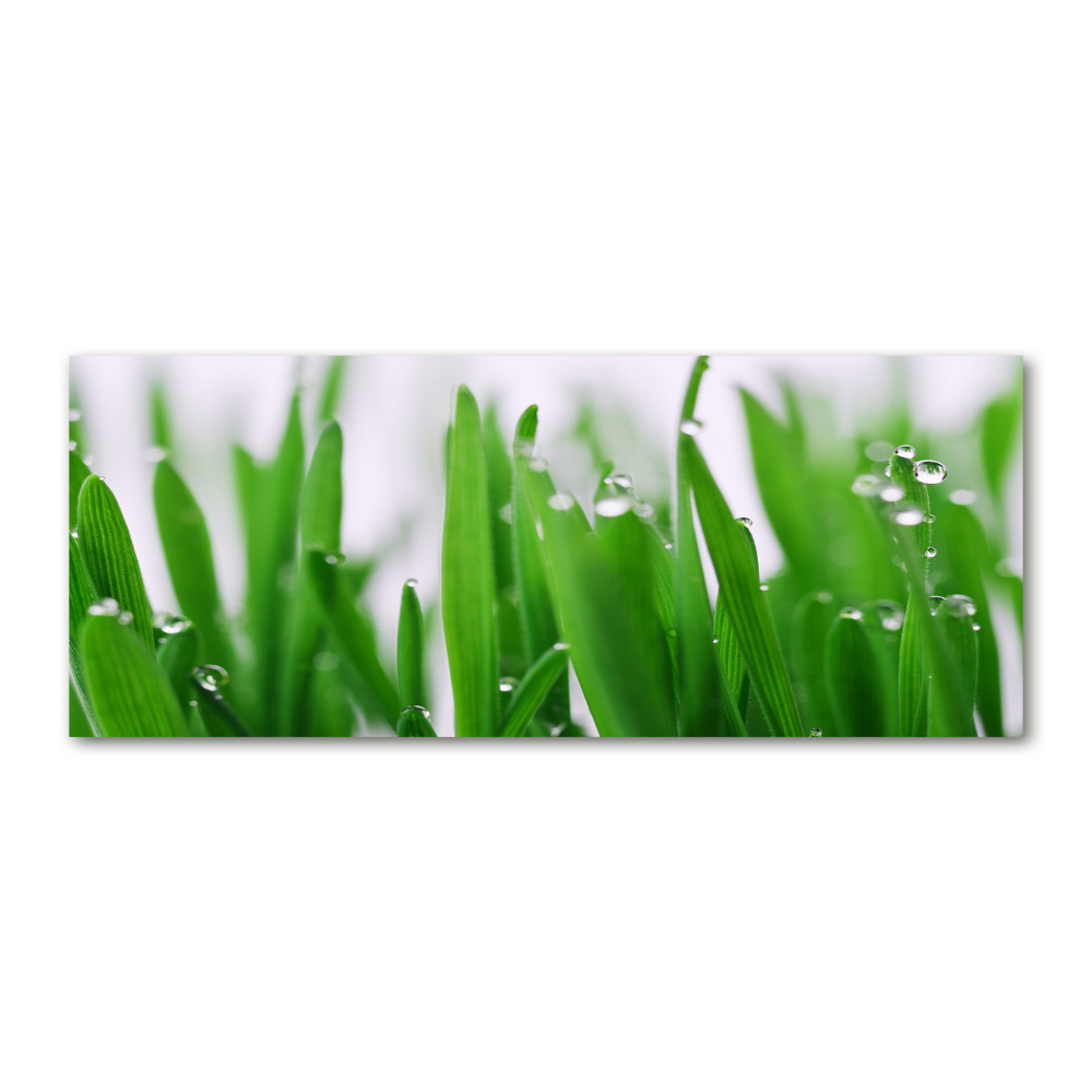 Acrylic wall art Blade of grass