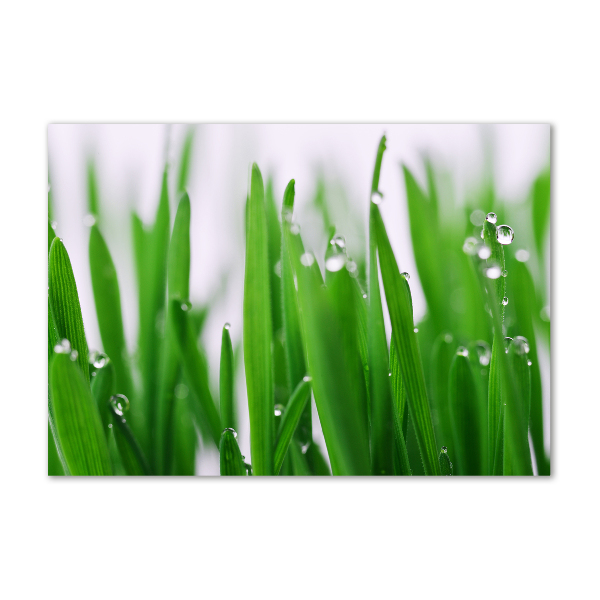 Acrylic wall art Blade of grass