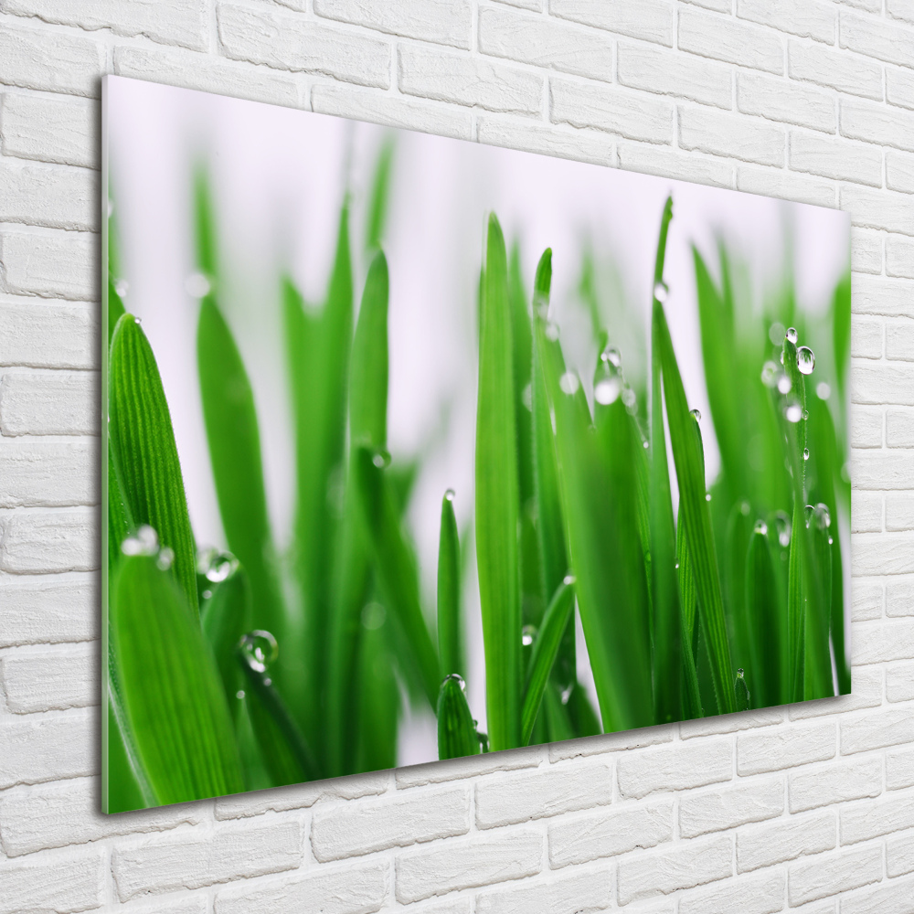 Acrylic wall art Blade of grass