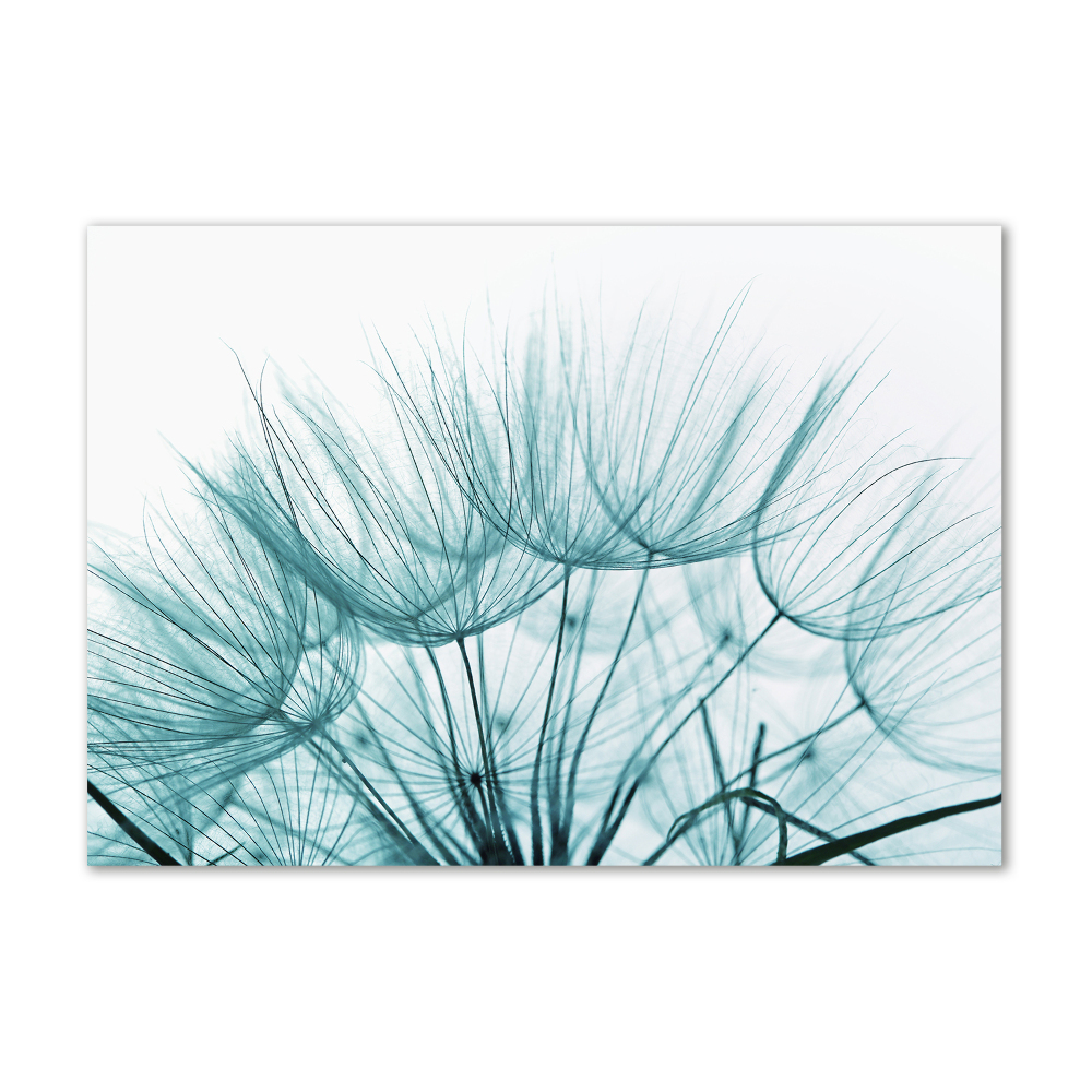 Print on acrylic Dandelion seeds