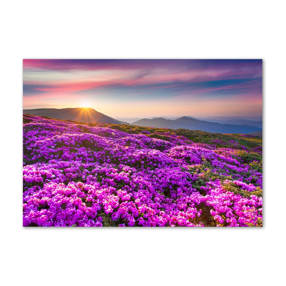 Acrylic wall art Flowers in the mountains