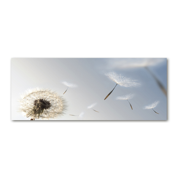 Acrylic print Dandelion