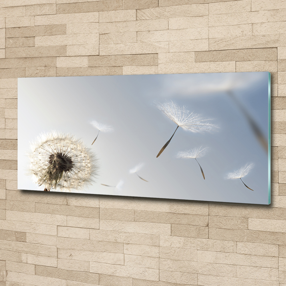 Acrylic print Dandelion