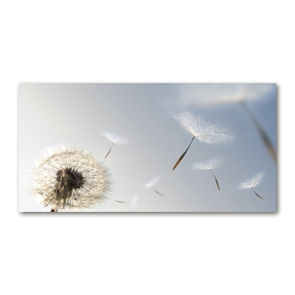 Acrylic print Dandelion