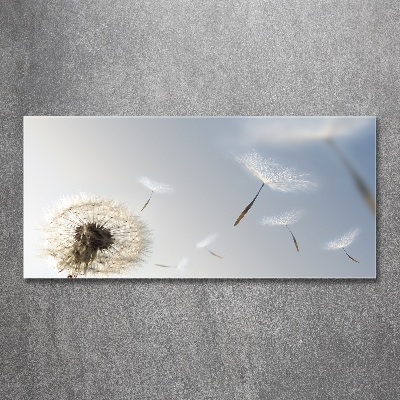 Acrylic print Dandelion