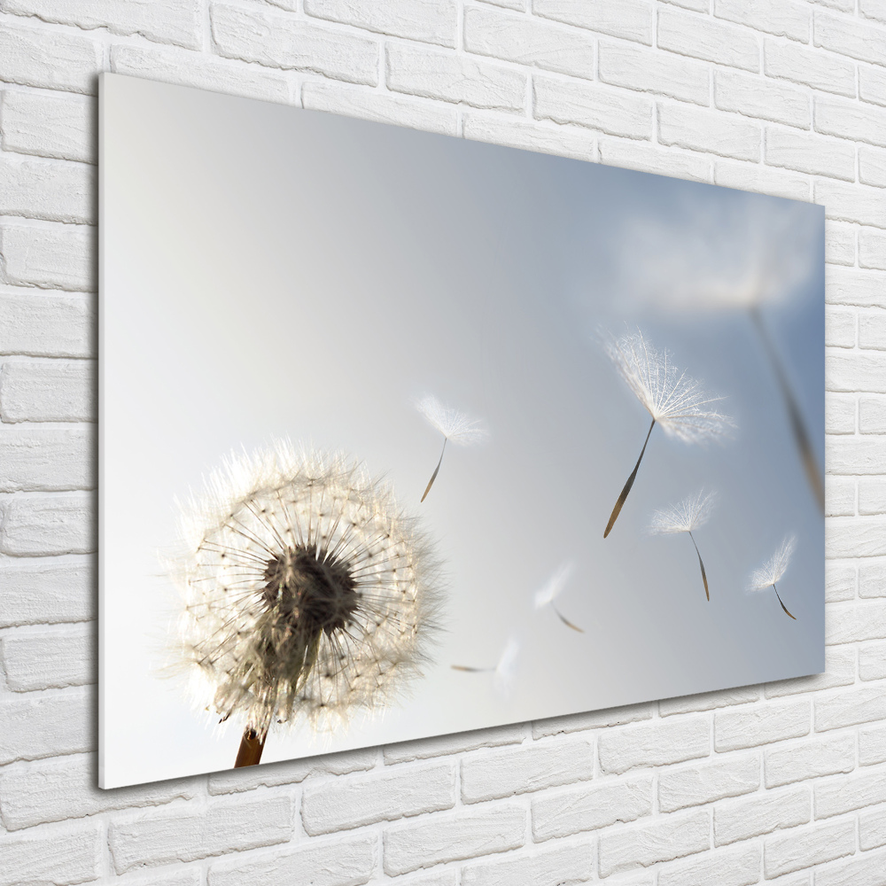 Acrylic print Dandelion