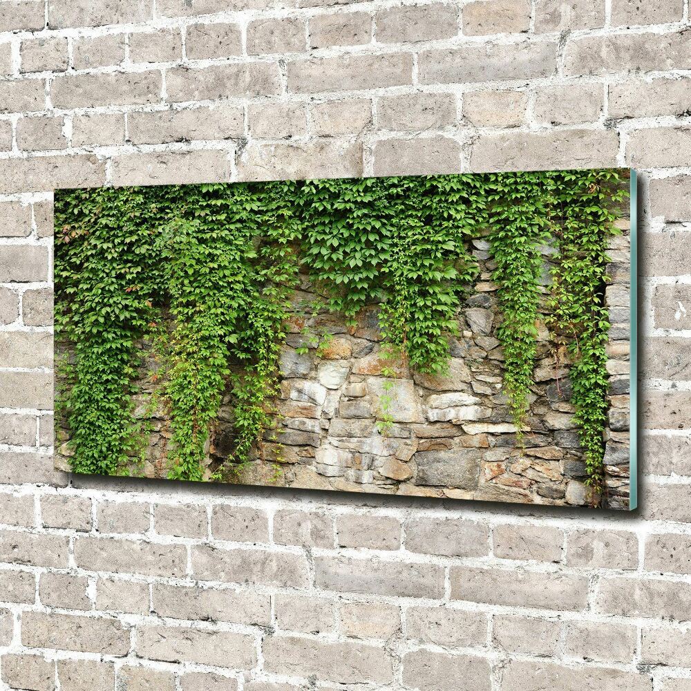 Print on acrylic Green ivy