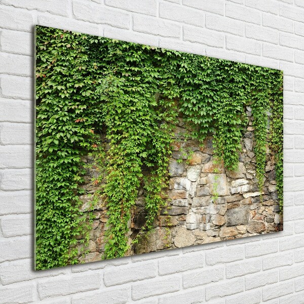 Print on acrylic Green ivy