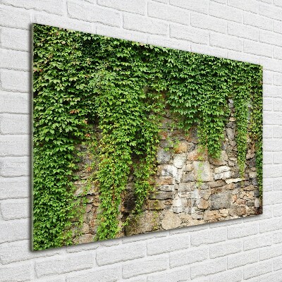 Print on acrylic Green ivy