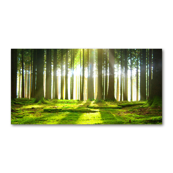 Wall art acrylic Forest in the sun