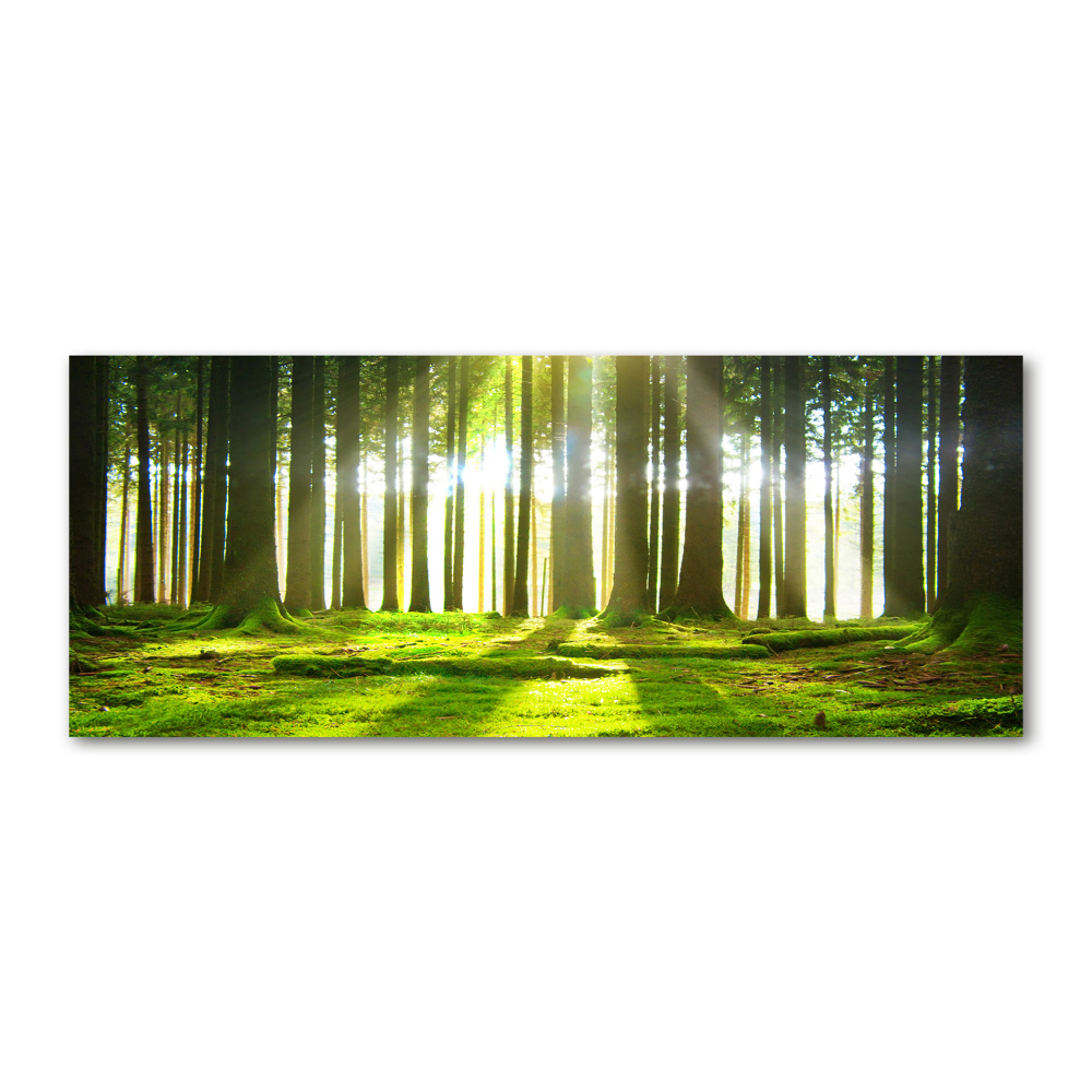 Wall art acrylic Forest in the sun