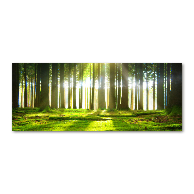 Wall art acrylic Forest in the sun