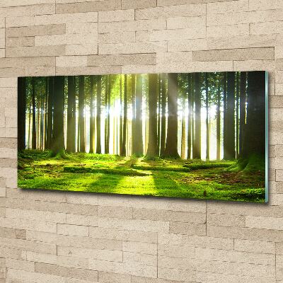 Wall art acrylic Forest in the sun