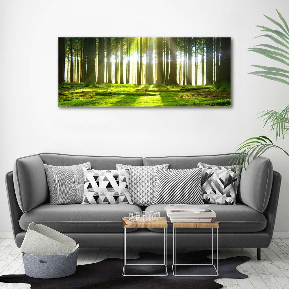 Wall art acrylic Forest in the sun