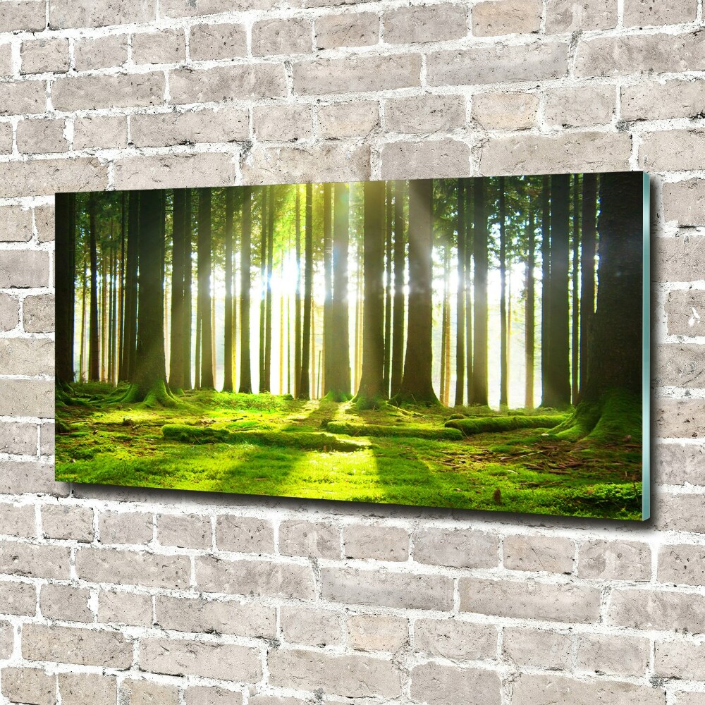 Wall art acrylic Forest in the sun