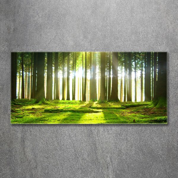 Wall art acrylic Forest in the sun