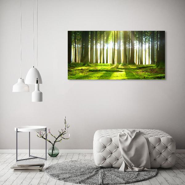 Wall art acrylic Forest in the sun