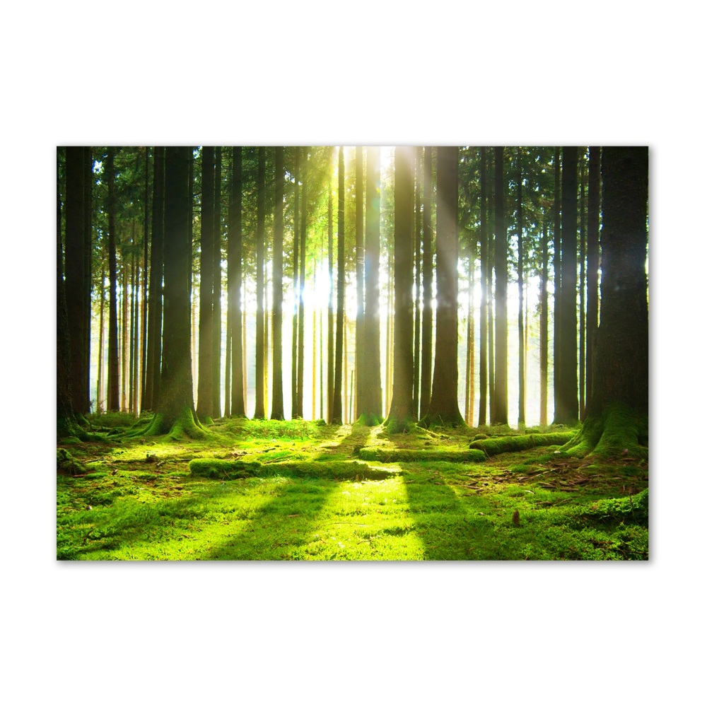 Wall art acrylic Forest in the sun