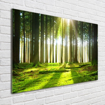 Wall art acrylic Forest in the sun