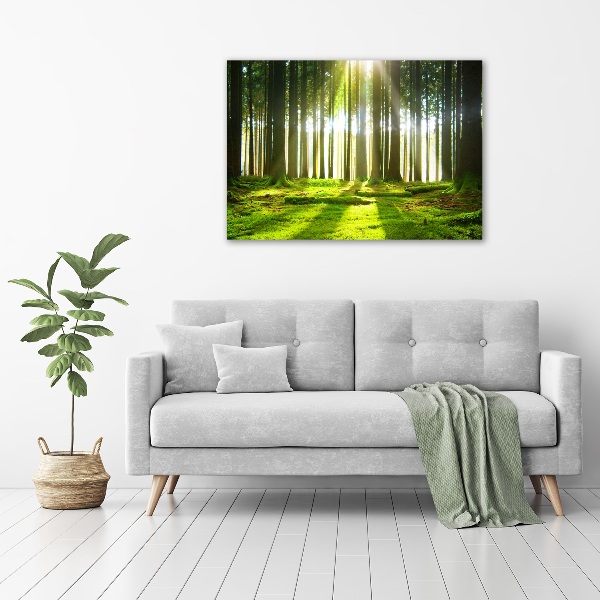 Wall art acrylic Forest in the sun