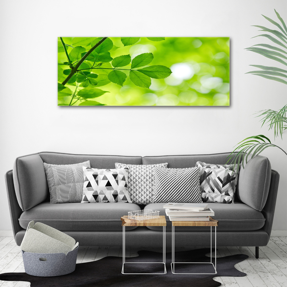 Print on acrylic Green leaves