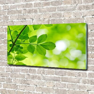 Print on acrylic Green leaves