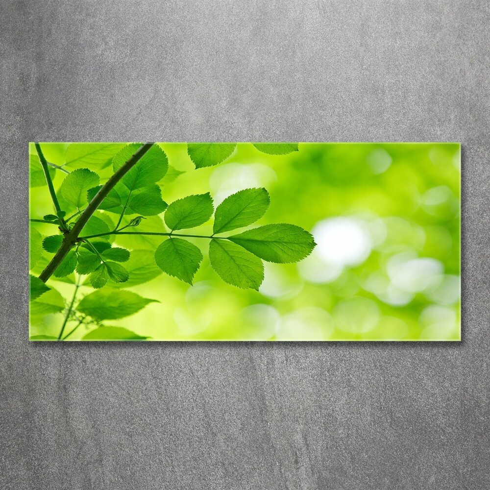 Print on acrylic Green leaves