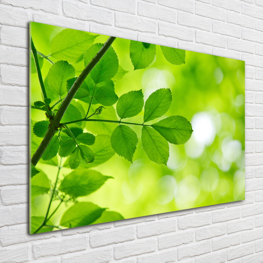 Print on acrylic Green leaves