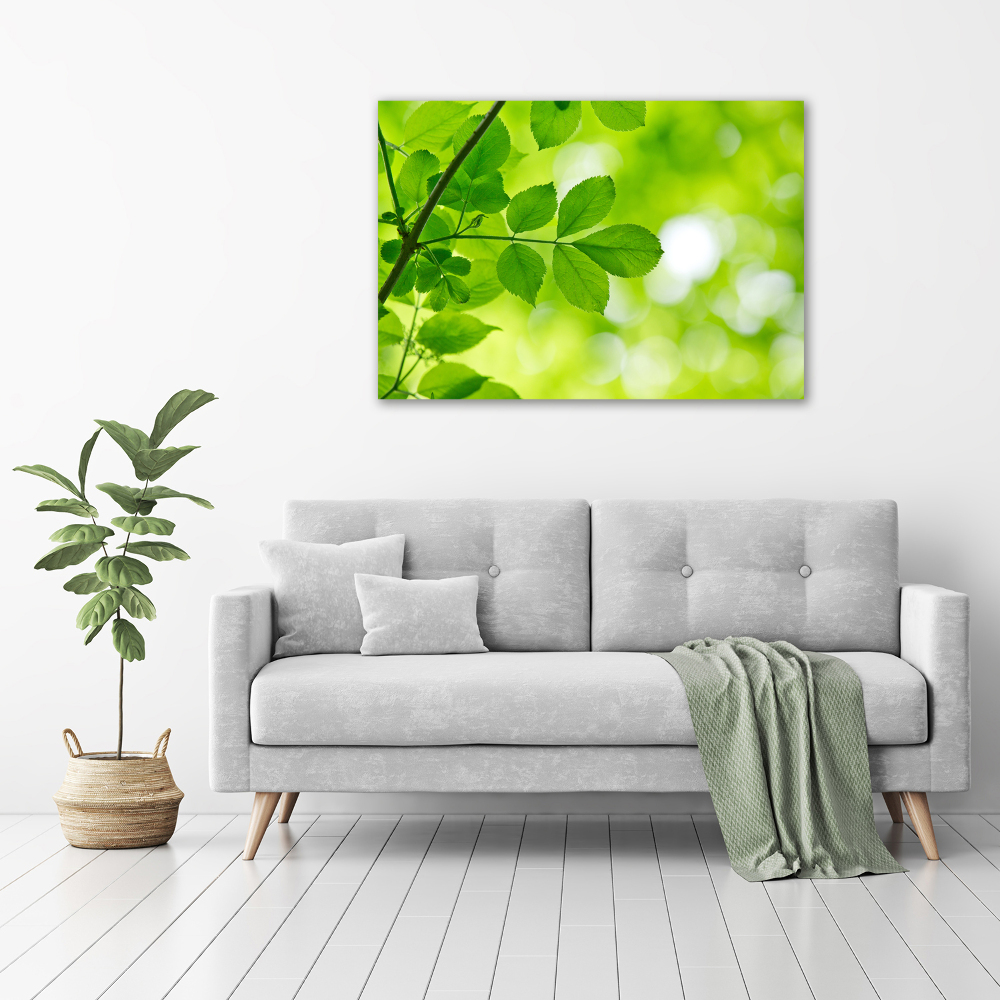 Print on acrylic Green leaves