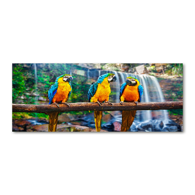 Print on acrylic Parrots on a branch