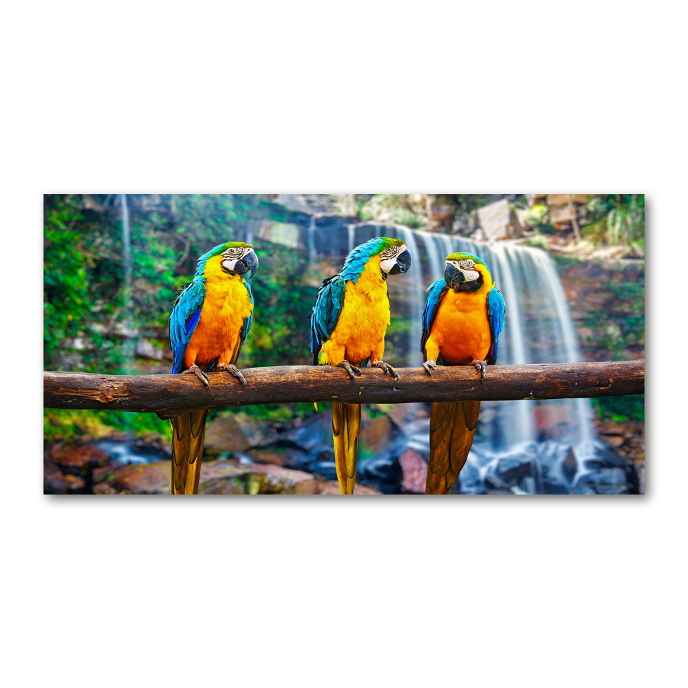 Print on acrylic Parrots on a branch