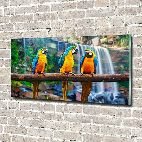 Print on acrylic Parrots on a branch