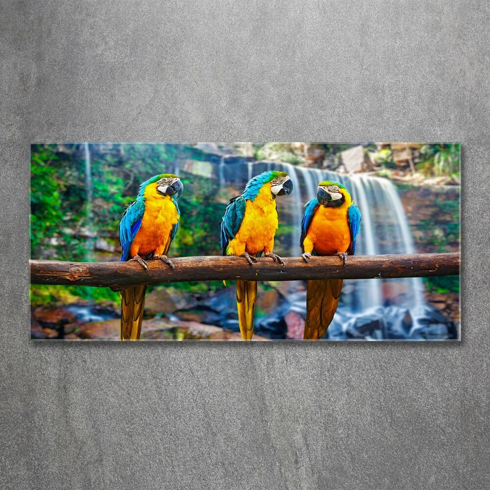 Print on acrylic Parrots on a branch