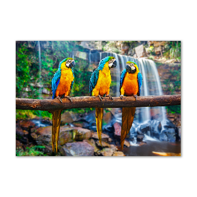 Print on acrylic Parrots on a branch