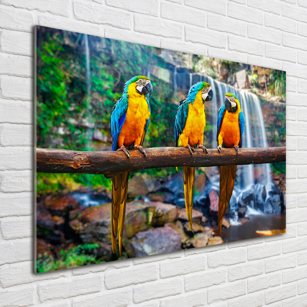 Print on acrylic Parrots on a branch