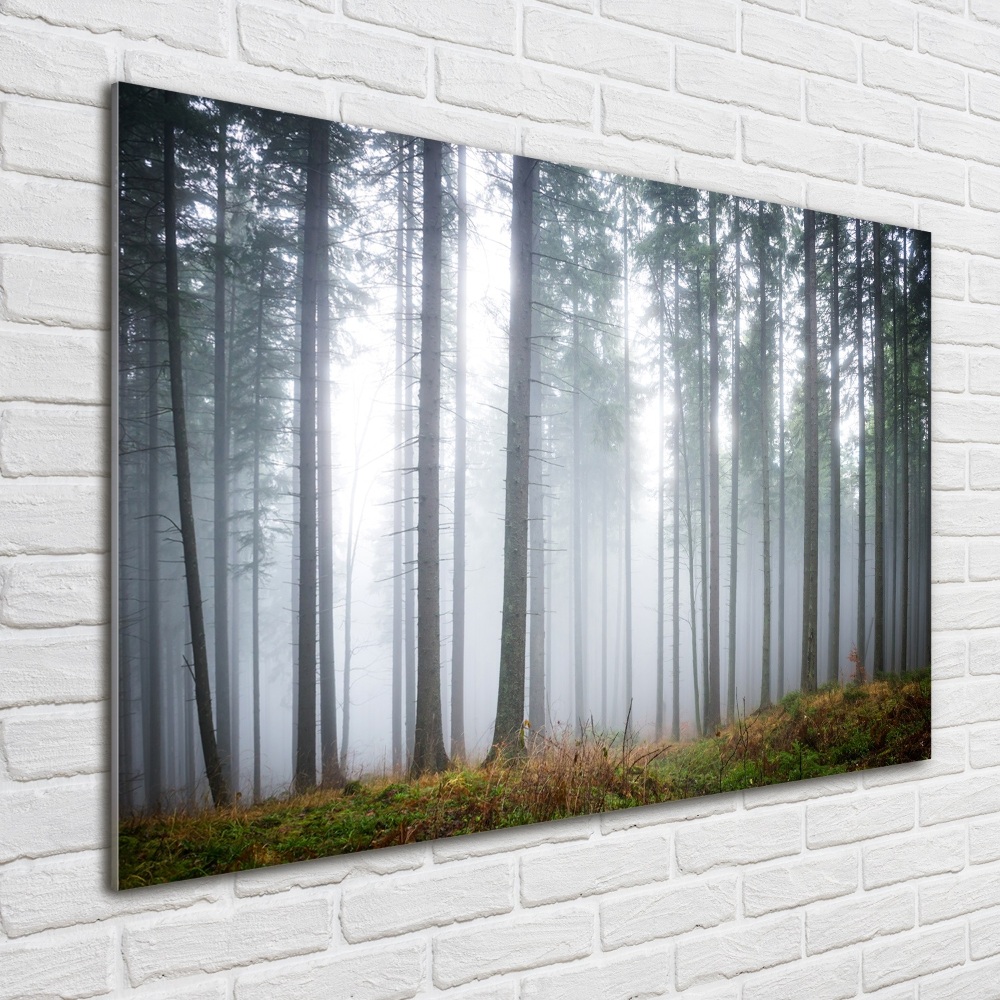 Acrylic wall art Fog in the forest