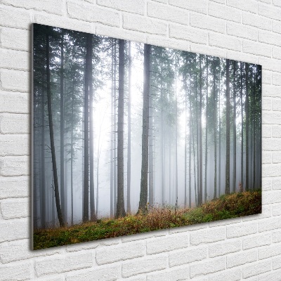 Acrylic wall art Fog in the forest