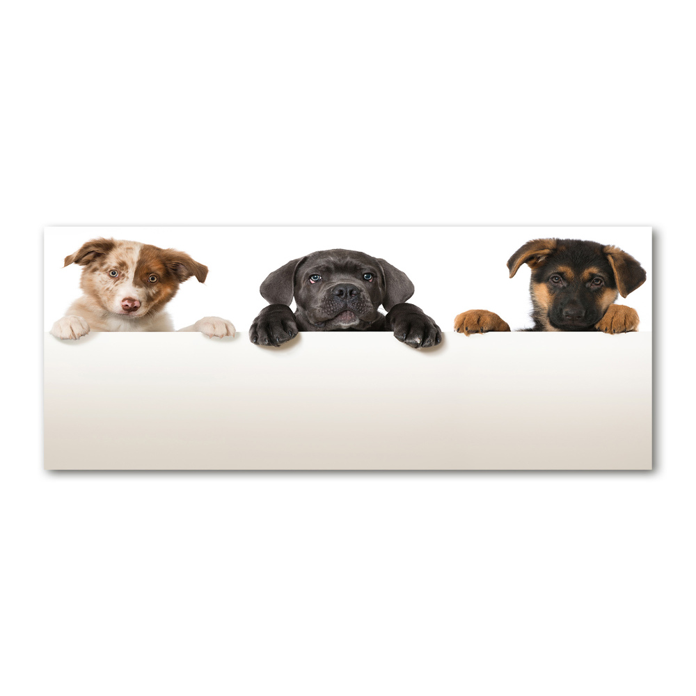 Acrylic wall art Three puppies