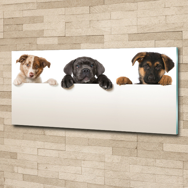 Acrylic wall art Three puppies