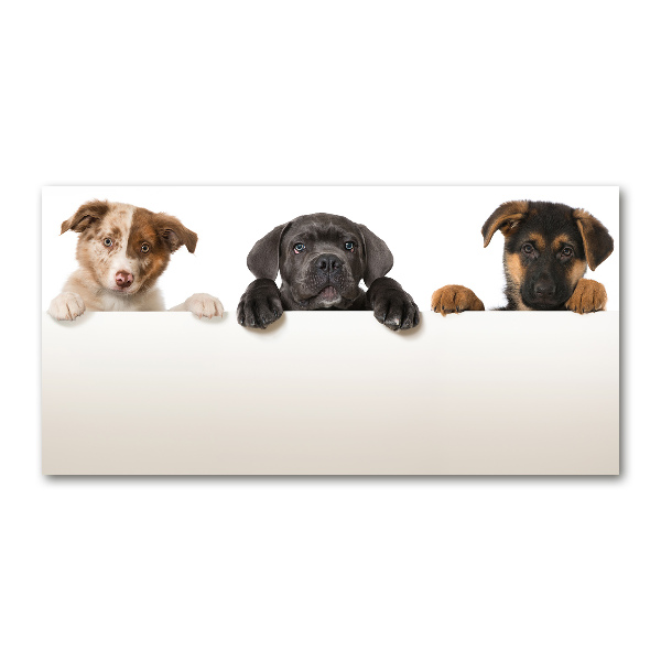 Acrylic wall art Three puppies