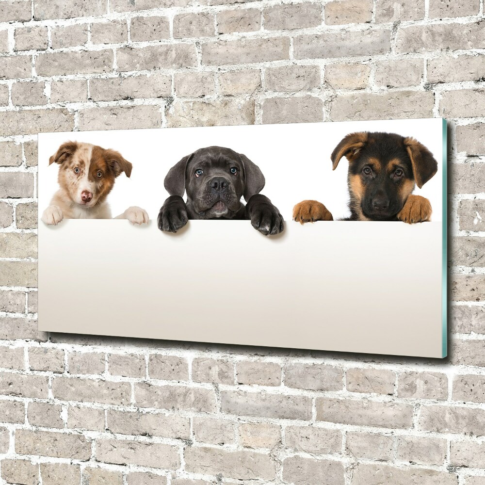 Acrylic wall art Three puppies