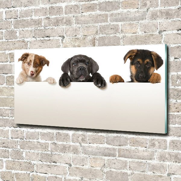 Acrylic wall art Three puppies