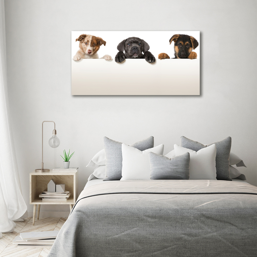 Acrylic wall art Three puppies