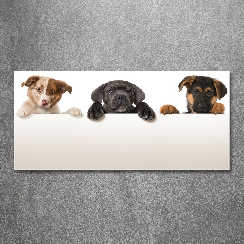 Acrylic wall art Three puppies