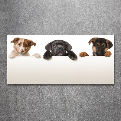 Acrylic wall art Three puppies